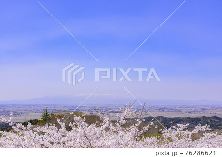 宮城県北部の加護坊山　桜満開 76286621