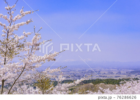 宮城県北部の加護坊山 桜満開 宮城県北部の加護坊山 桜満開 76286626
