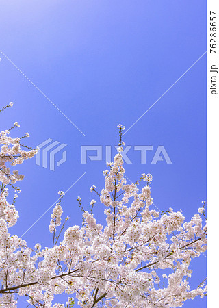 宮城県北部の加護坊山 桜満開 宮城県北部の加護坊山 桜満開 76286657