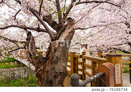 山崎川 四季の道、満開の桜〈愛知県名古屋市〉 山崎川 四季の道、満開の桜〈愛知県名古屋市〉 76286736