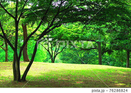 そうか公園（埼玉県草加市）の6月の風景（2016年） 76286824