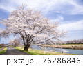 桜の名所　宮城白石川堤一目千本桜 76286846