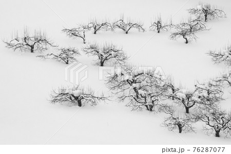 北海道上富良野町の冬】水墨画のような風景 1月の写真素材 [76287077