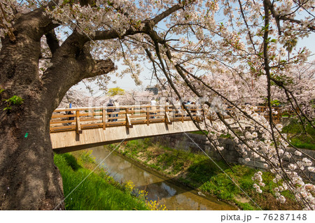 山崎川 四季の道、満開の桜〈愛知県名古屋市〉 山崎川 四季の道、満開の桜〈愛知県名古屋市〉 76287148