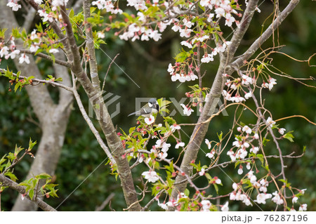 春、桜とシジュウカラ02 春、桜とシジュウカラ02 76287196