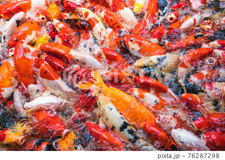 Feeding colorful koi carp fish in garden pool 76287298