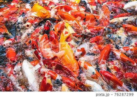 Feeding colorful koi carp fish in garden pool 76287299