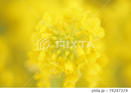 菜の花色 76287329