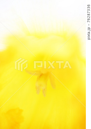 スイセンガーデン 76287336