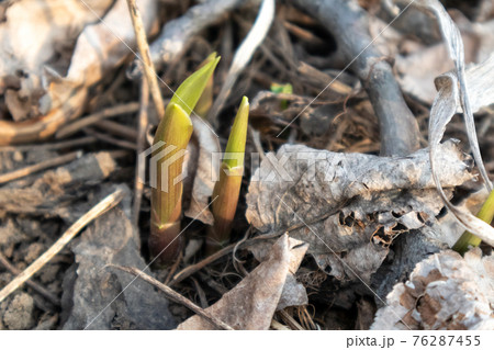 Green young spring flower buds growing from ground 76287455