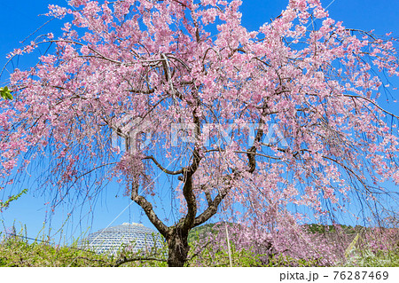 東谷山フルーツパーク 満開の桜 愛知県名古屋市 の写真素材