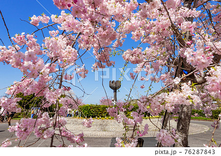 東谷山フルーツパーク 満開の桜 愛知県名古屋市 の写真素材