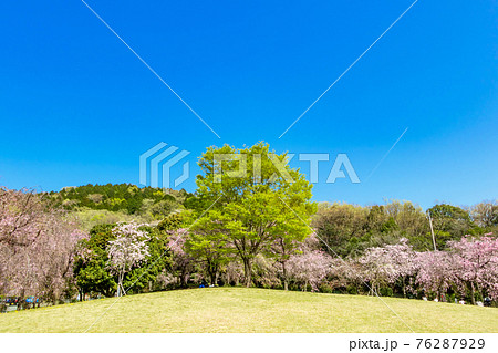 東谷山フルーツパーク、満開の桜〈愛知県名古屋市〉 東谷山フルーツパーク、満開の桜〈愛知県名古屋市〉 76287929