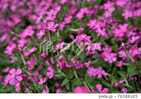 ツルコザクラの花 ツルコザクラの花 76288105