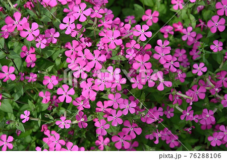 ツルコザクラの花 ツルコザクラの花 76288106