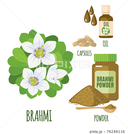 Vector Brahmi Bacopa monnieri set isolated on white background. 76288116