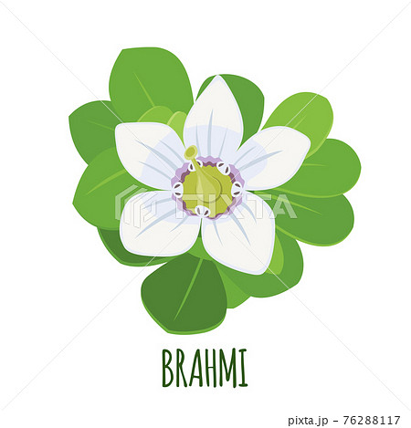 Vector Brahmi Bacopa monnieri icon isolated on white background. 76288117