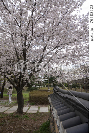 春 桜 万 76288522