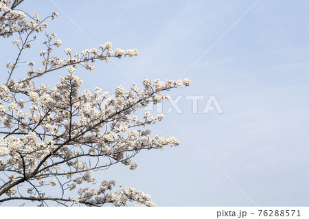 春 桜 万 76288571
