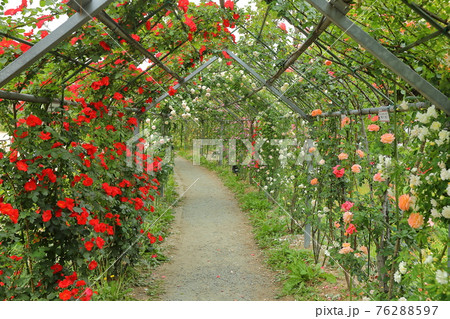 埼玉県比企郡川島町下八ツ林　平成の森公園のバラ回廊 76288597