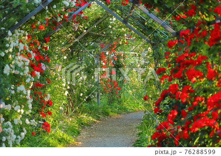 埼玉県比企郡川島町下八ツ林 平成の森公園のバラ回廊 埼玉県比企郡川島町下八ツ林 平成の森公園のバラ回廊 76288599