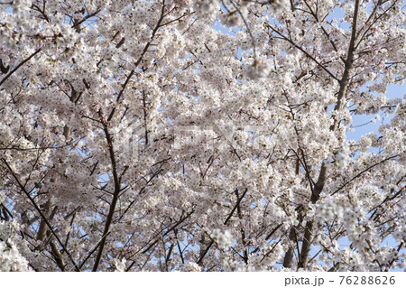 春 桜 万 76288626