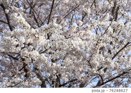 春 桜 万 76288627