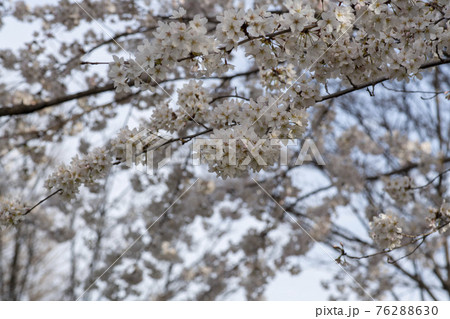 春 桜 万 76288630