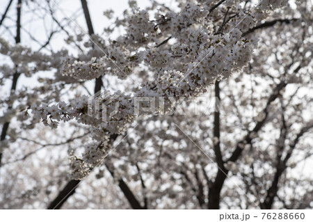春 桜 万 76288660