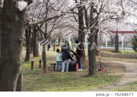 春 桜 万 76288677