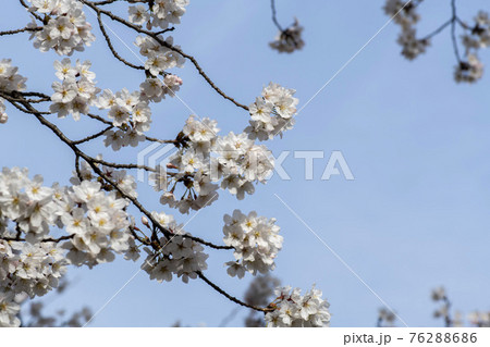 春 桜 万 76288686