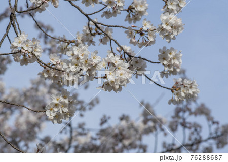 春 桜 万 76288687