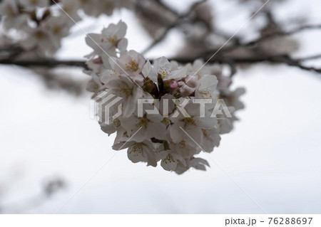 春 桜 万 76288697