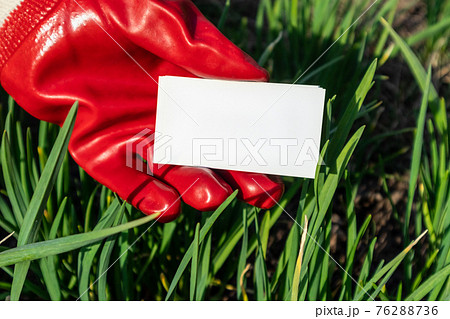 White empty card hold in red gloves hand in grass White empty card hold in red gloves hand in grass 76288736