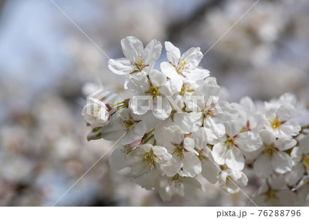 春 桜 万 76288796