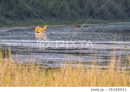 Bengal Tiger, Royal Bardia National Park, Nepal 76288931