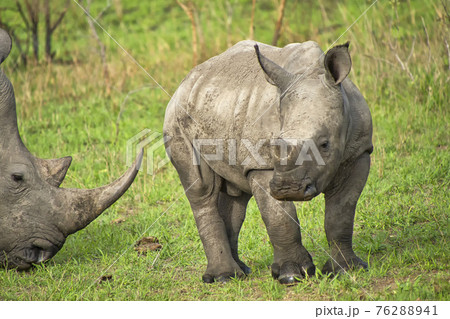 White Rhinoceros, Kruger National Park, South Africa 76288941