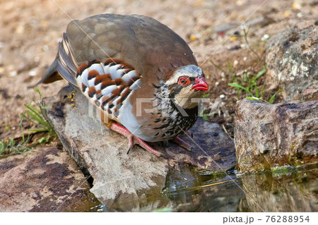 Red-legged Partridge, Monfrague National Park, Spain Red-legged Partridge, Monfrague National Park, Spain 76288954