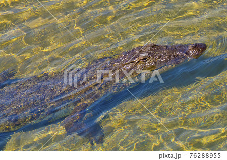 Mugger Crocodile, Royal Bardia National Park, Nepal 76288955