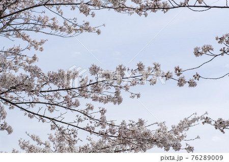 春 桜 万 76289009