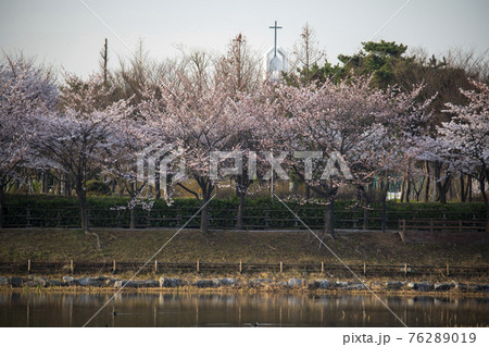 春 桜 万 76289019
