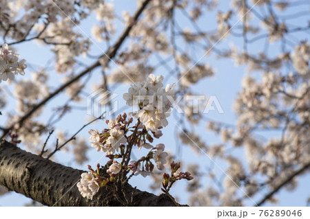 春 桜 万 76289046