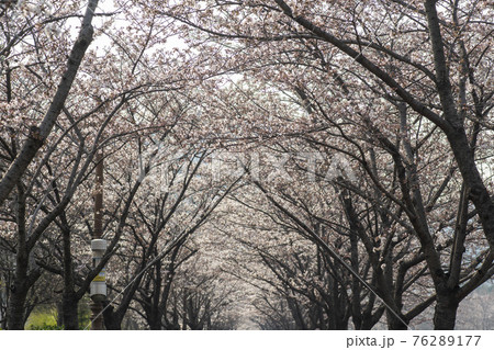 春 桜 万 76289177