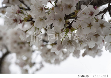 春 桜 万 76289261