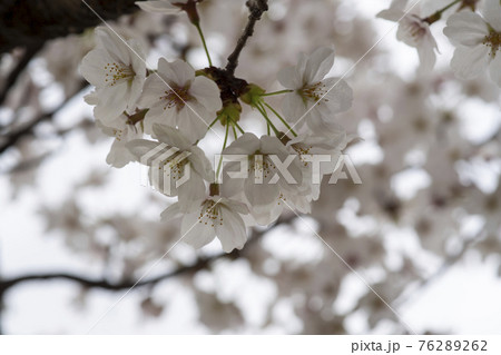 春 桜 万 76289262