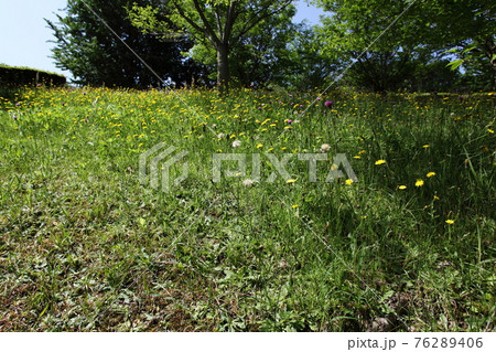新緑とセイヨウタンポポ 76289406