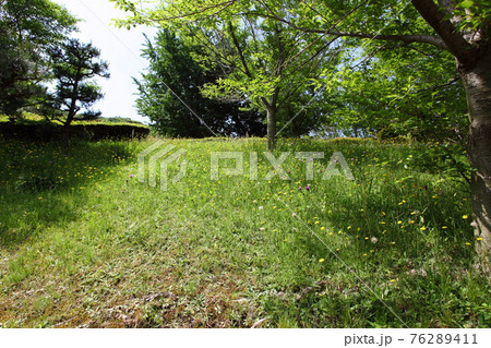 新緑とセイヨウタンポポ 新緑とセイヨウタンポポ 76289411