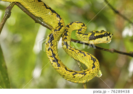 Sri Lankan Green Pit Viper, Sinharaja National Park Rain Forest, Sri Lanka Sri Lankan Green Pit Viper, Sinharaja National Park Rain Forest, Sri Lanka 76289438
