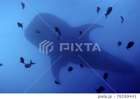 Whale Shark, Darwin and Wolf Islands, Galapagos National Park, Ecuador 76289443