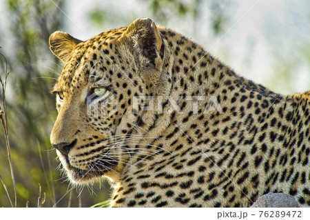 Leopard, Kruger National Park, South Africa 76289472